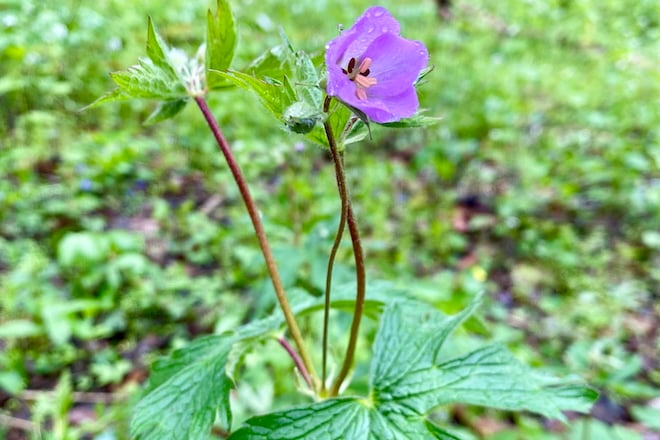 This week: Wild Geranium Explodes