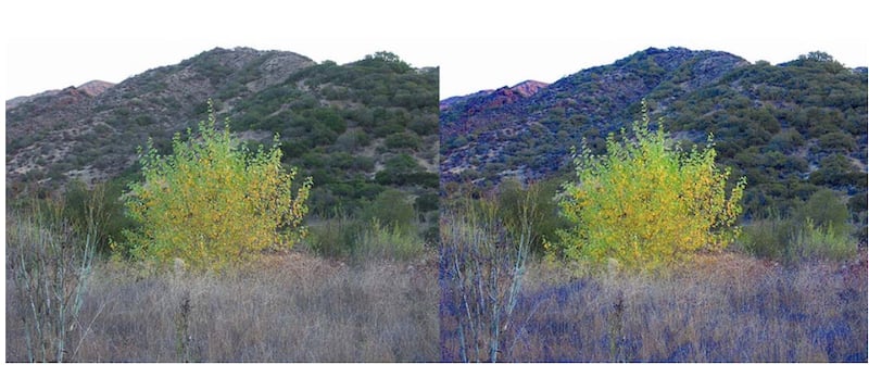 In this image, Jevbratt simulated the tetrachromal (four-cone) vision of a chicken, right, compared to trichromal human sight.