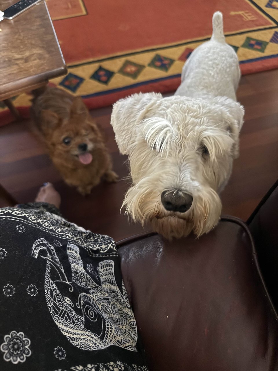 Finn, a white schnauzer, stands staring up at the camera holder; to Finn's right (viewer left) and lower down is a small one eyed brown terrior mix named Potato, the truest diva. She also wants attention.