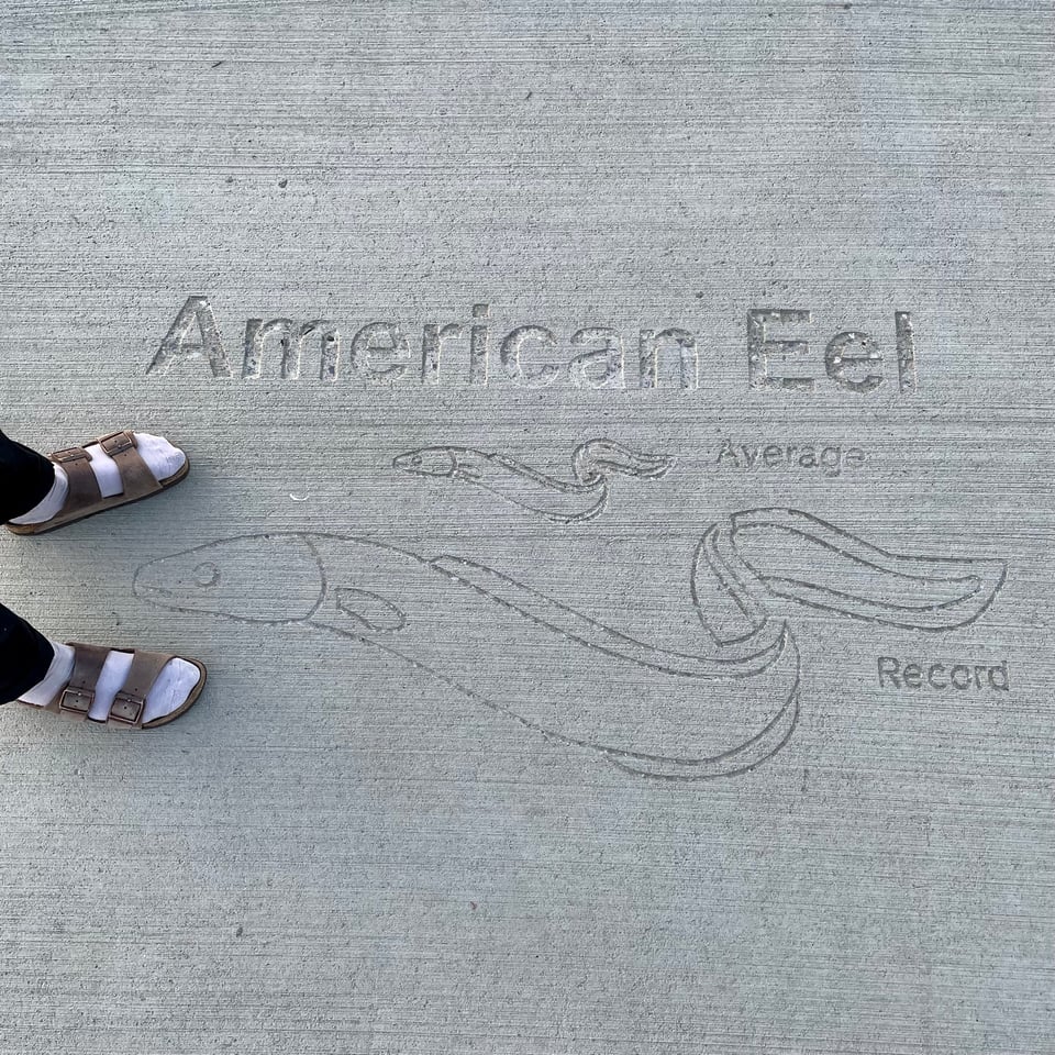 carved into some pavement is an illustration of the American Eel showing the average size and record size of the creature - to the left is a pair of feet in socks and birkenstocks
