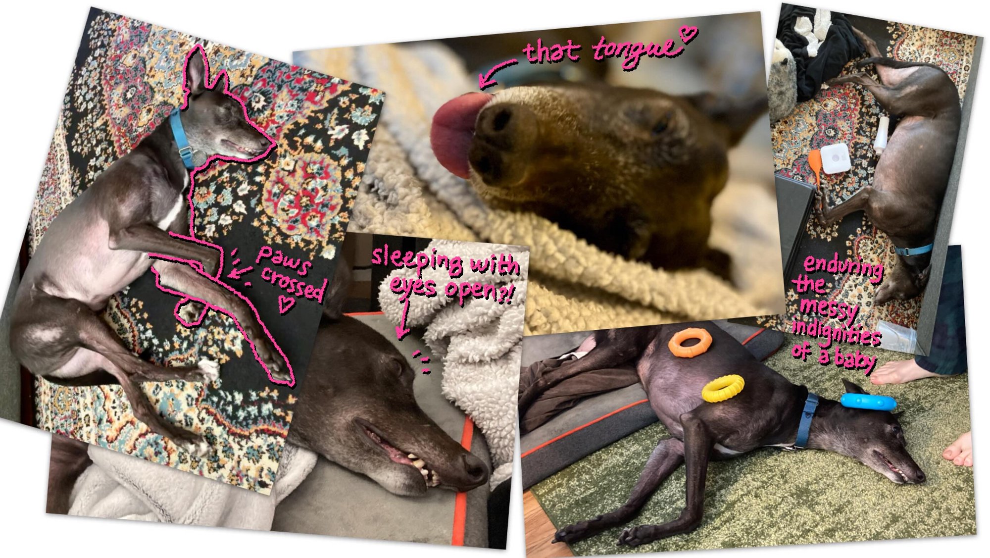 More photos in a collage with annotations showing how she would sleep with her eyes open, cross her front paws, loll her tongue, and sleep in the midst of a mess of baby toys.