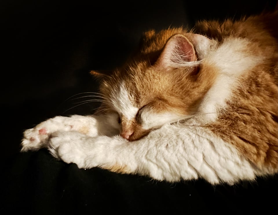A fluffy orange and white cat sleeping peacefully against a very dark background