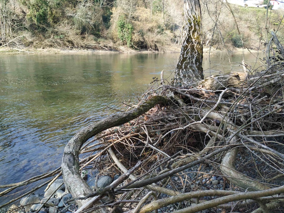La végétation des bordures des cours d'eau a plusieurs rôles d'importance, notamment pour adoucir l'érosion des berges. Cet arbre (ici vu de l'amont) qui oppose un barrage de racines aux eaux de crues doit être remercié des services qu'il rend et certainement pas abattu.