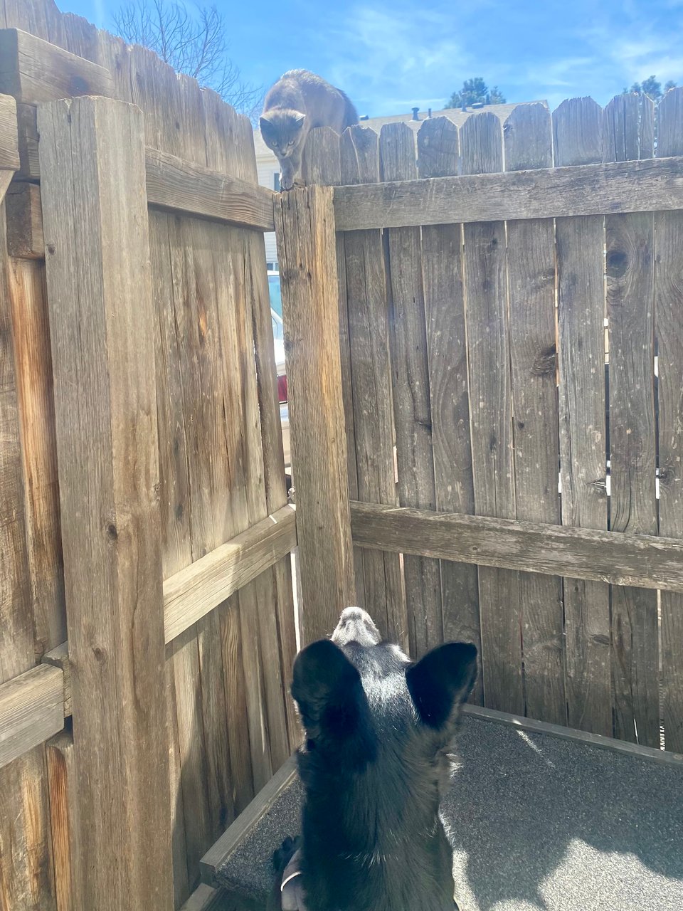Photo of a small gray kitten on top of a wooden privacy fence and a medium size black dog with pointy ears looking at each other