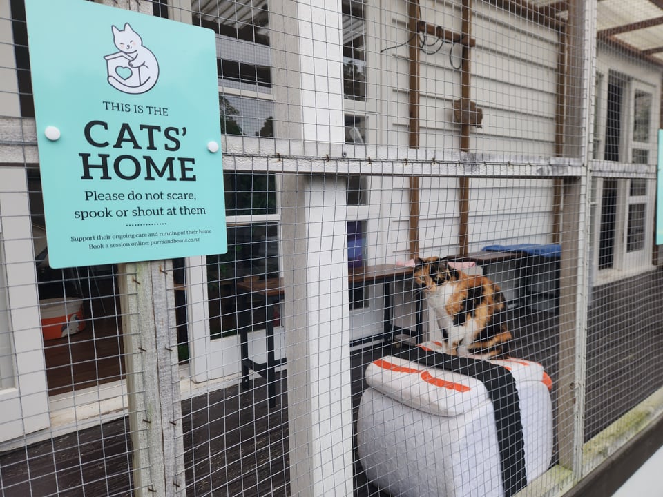 Purrs and Beans Cat Cafe