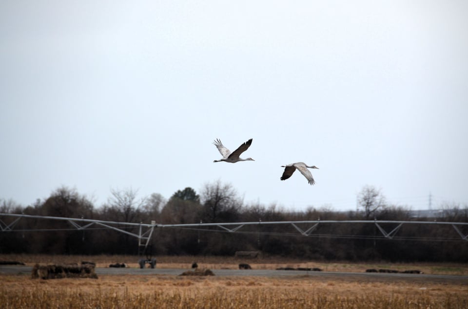 a pair of sandhill cranes flying over an agricultural field