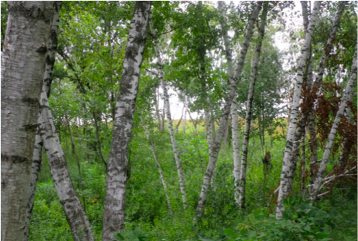 A stand of paper birches near Frontenac State Park’s Eagle Point overlook. In recent years, birches have had a rougher time thriving in Minnesota as our climate warms, but there are still many to be seen in the park.