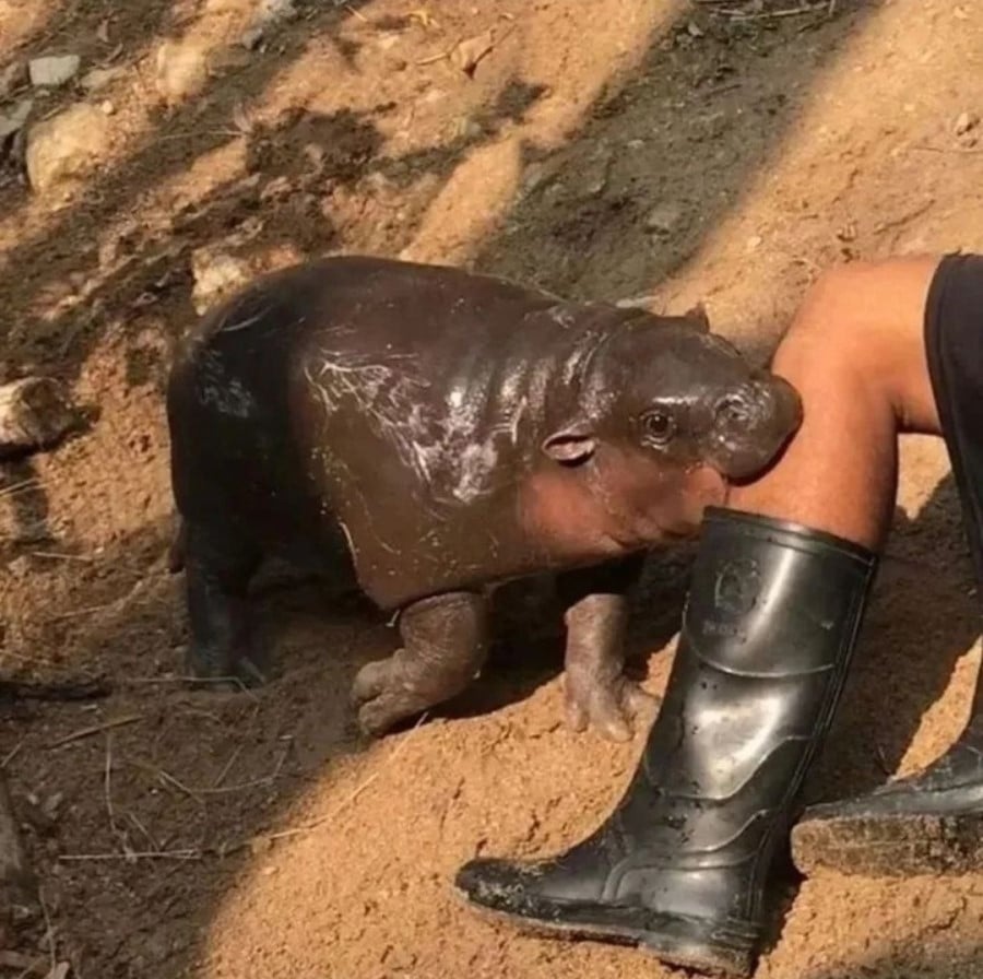 Moo Deng, the adorable baby pygmy hippo the world has been going crazy for this week, biting a person's leg. The person is wearing gum boots, but Moo Deng is biting them above the boots.