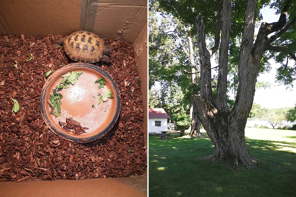 two digital Instax images: a Russian tortoise in a fishtank with cardboard sides, and a big tree in a yard, with four major limbs coming off the trunk, one of which has been cut