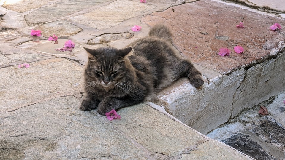 An extremely floofy and adorable cat reclining on an uneven stone pathway, surrounded by fallen blossoms.
