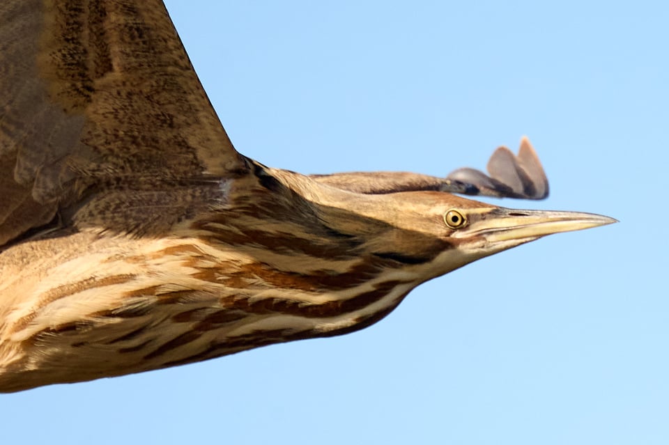 A close-up of a large flying heron-like bird