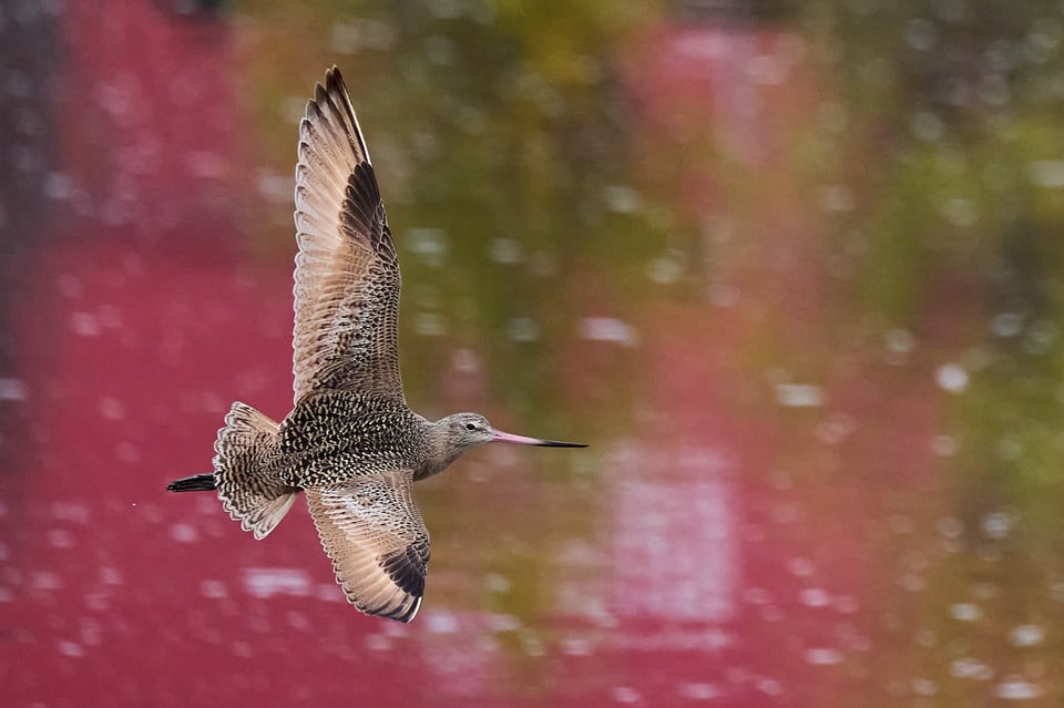 A shorebird with a long pink bill flies in front of magenta and olive reflections in the water