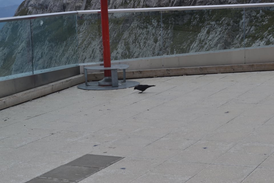 A concrete patio with a glass railing, beyond is a near vertical cliff. On the patio is a small, crow-like bird (a chough).