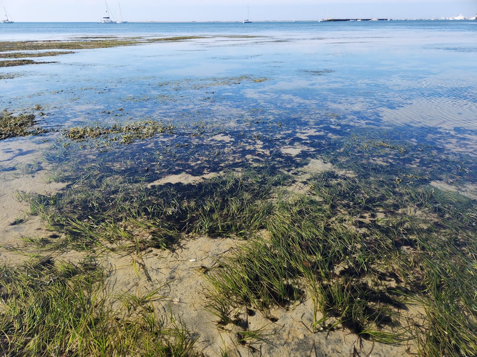 A photo of the Cape Cod seagrass at low tide.