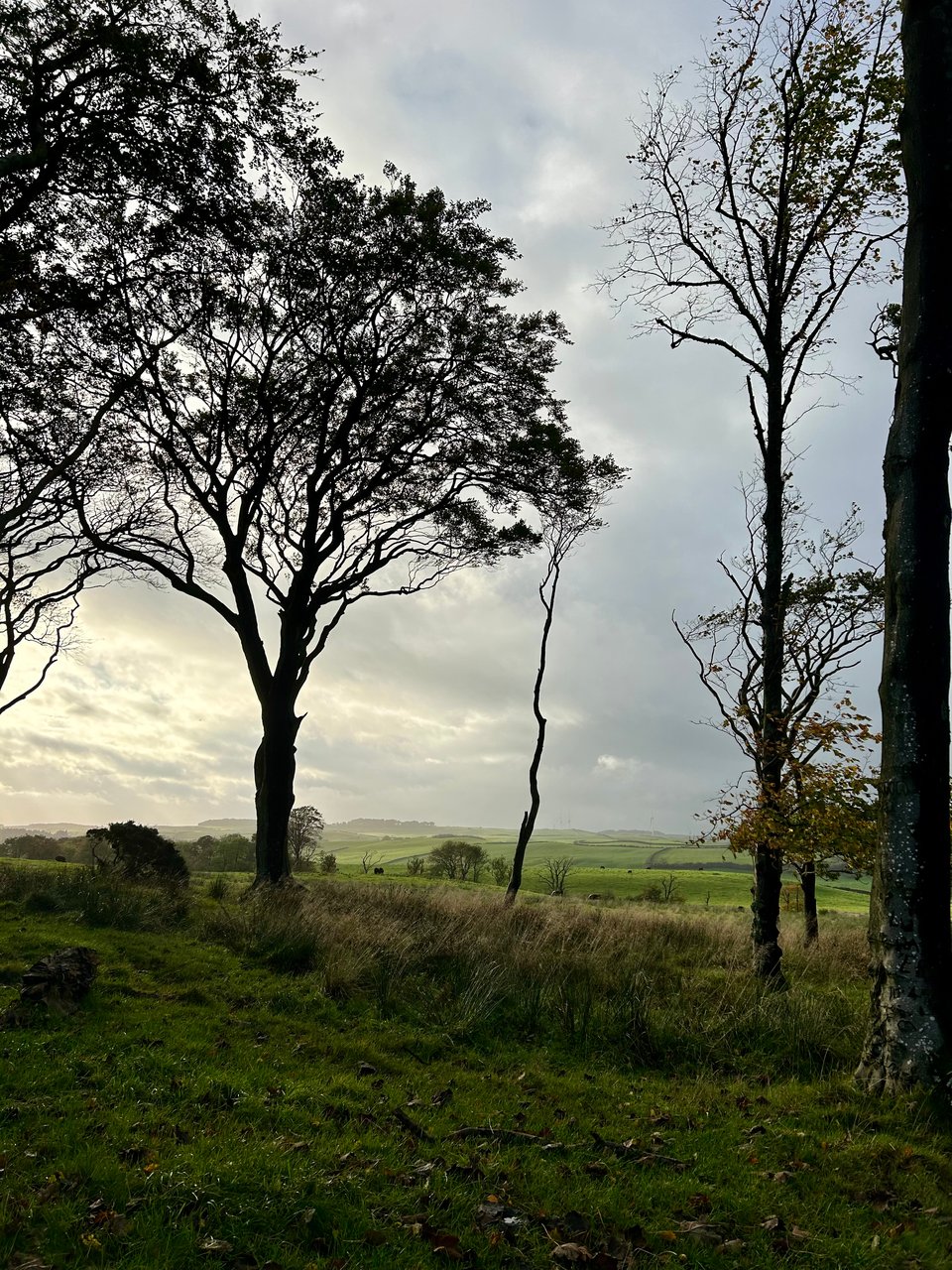 Ancient beech trees in the foreground, with misty green hills behind. Photo taken in Ayrshire, Scotland by Rowan Ambrose.