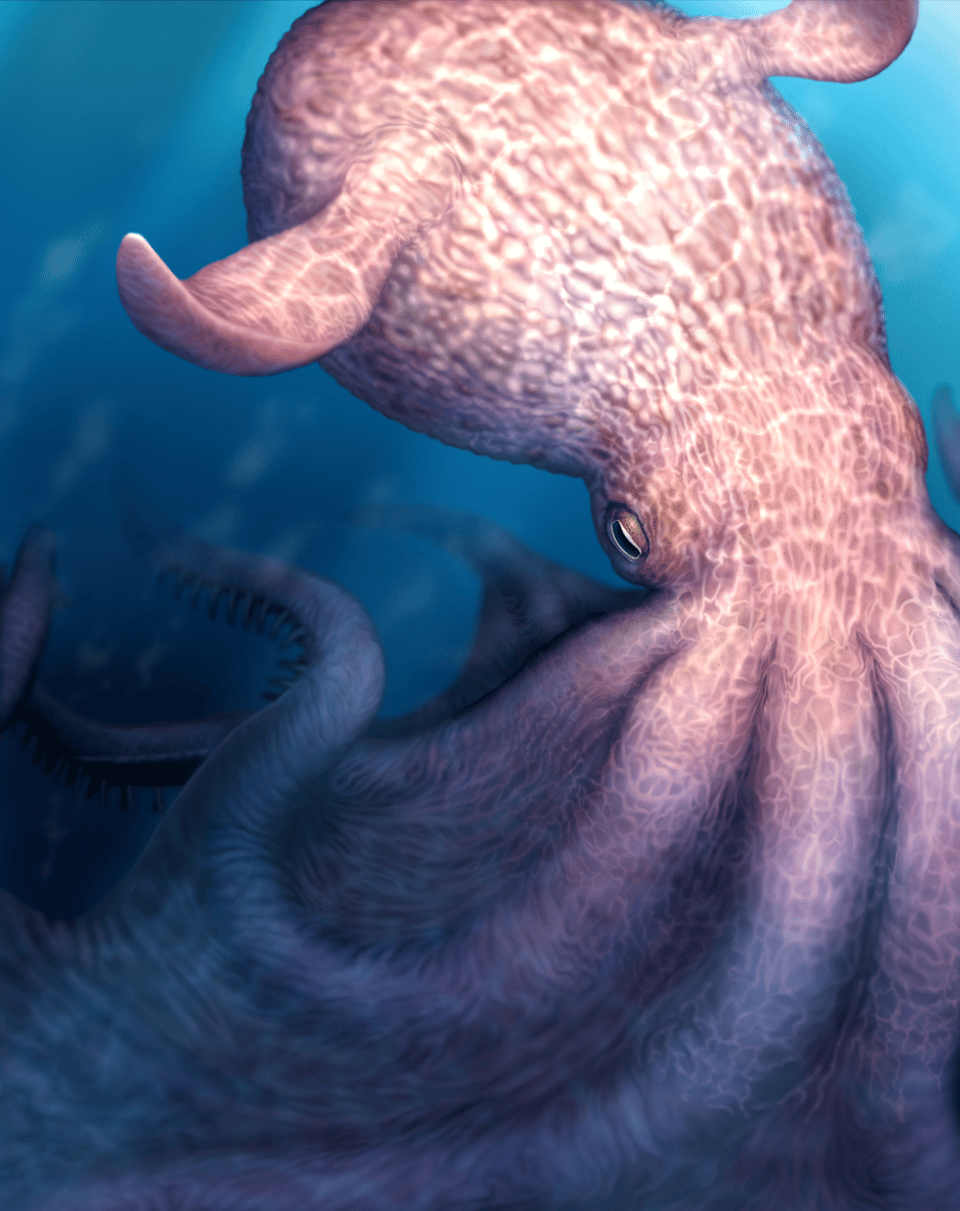 Art of the large Cretaceous octopus Nanaimoteuthis.