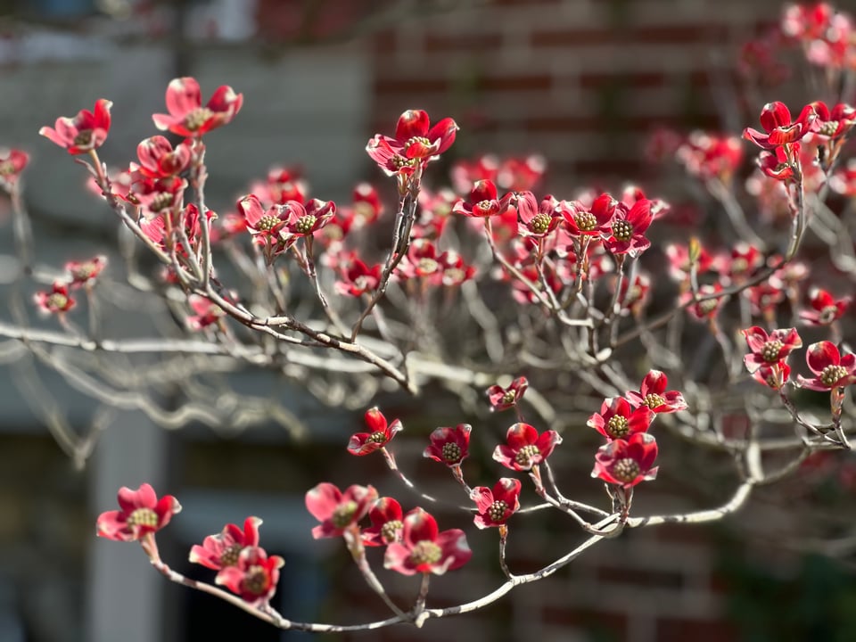 Macro photo of red blooms on a dogwood tree