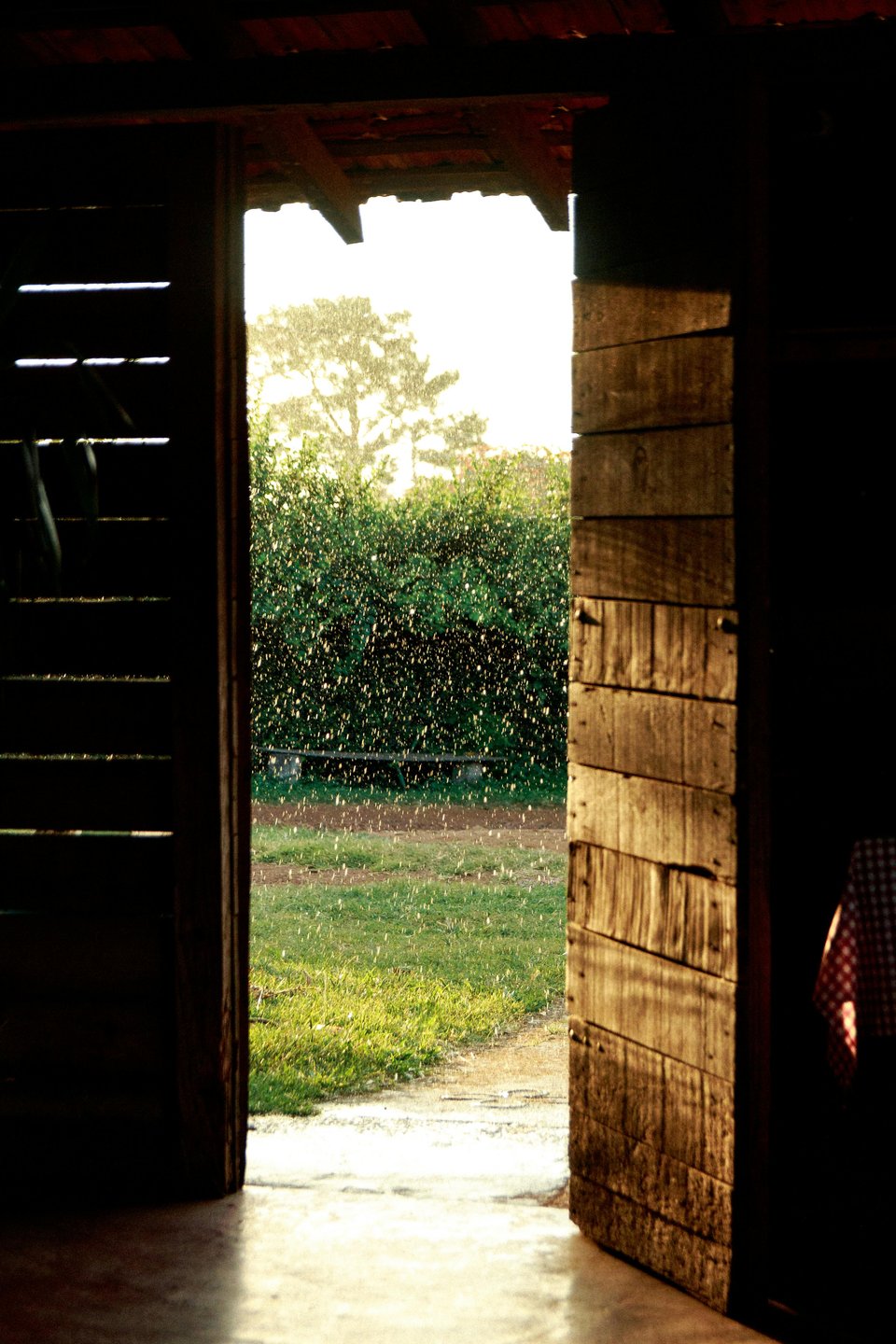 a wooden door to a wooden cabin, opening inwards (and viewed from the inside). There is a polka-dotted red tablecloth to the right of the door. The door opens into a garden--a lawn, bench, hedge and tree are visible, bathed in golden light and with droplets of water falling through the frame
