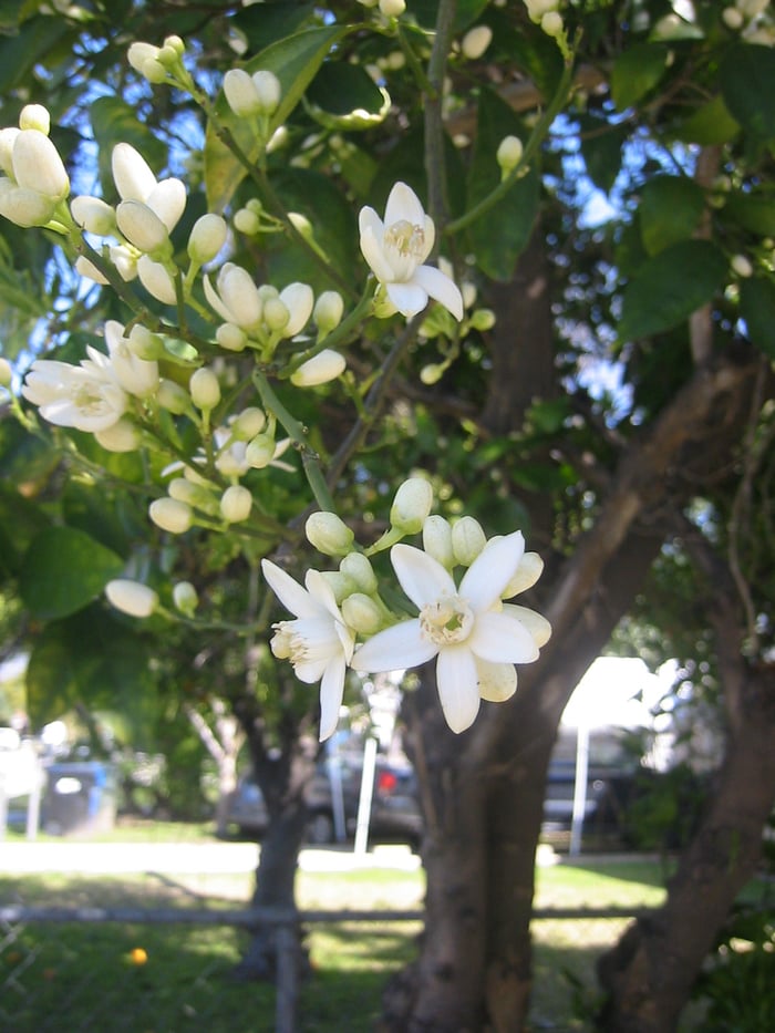 A photograph of clusters of waxy white orange blossoms in various stages of bloom, backed by glossy green leaves. The tree and a bit of yard sit out of focus behind them.