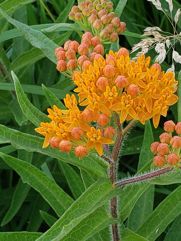 Butterfly weed (Asclepias tuberosa) is a native perennial of prairies. It likes sandy soil, and serves as a host plant for Monarch and Gray Hairstreak butterfly caterpillars. / Photo by Steve Dietz