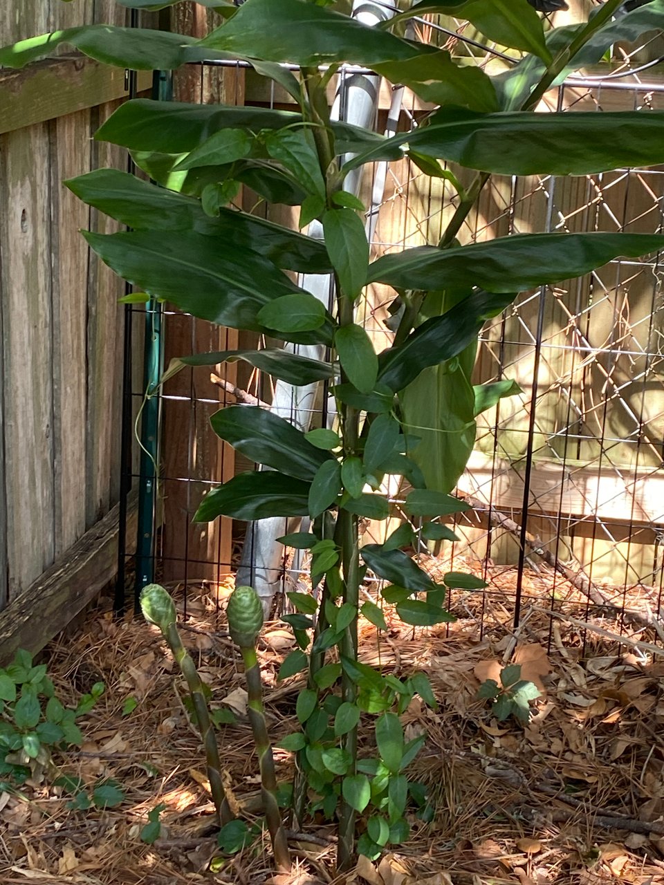 a photo of shampoo ginger