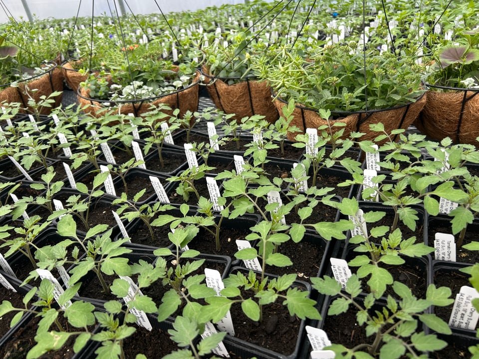 A photo of sungold tomato seedings in the foreground with hanging baskets in the background
