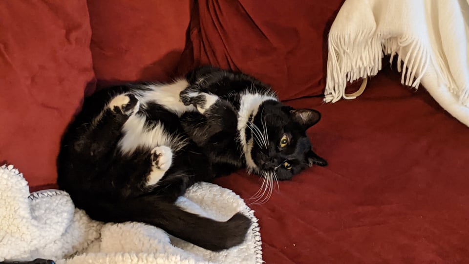 Walter, a tuxedo cat, laying on his back on a red couch.