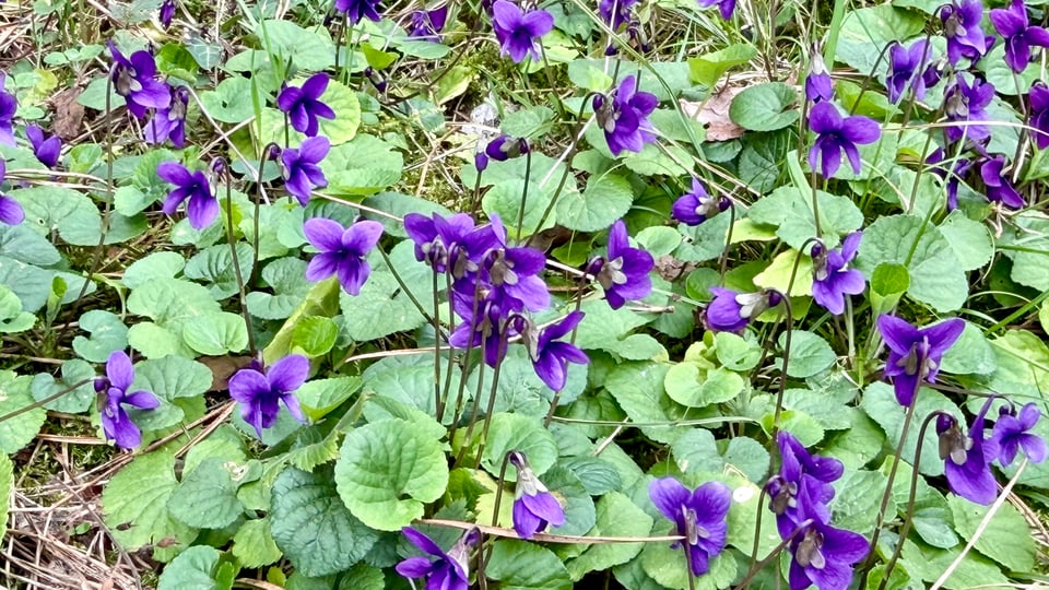 Close-up of a patch of violets