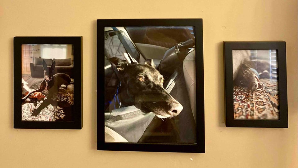 A tryptich of framed photos on a beige wall of a black greyhound with a blue collar. She looks playful in two photos, and contemplative in the middle one.