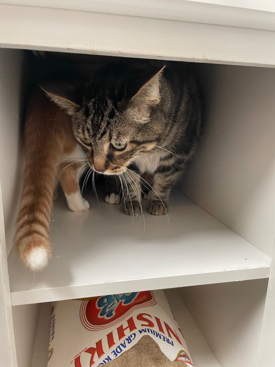 The cats hiding in a pantry