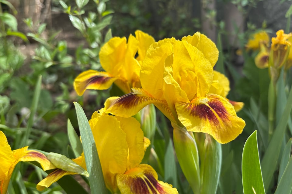 friday bouquet #2: teeth, babies, thumbs