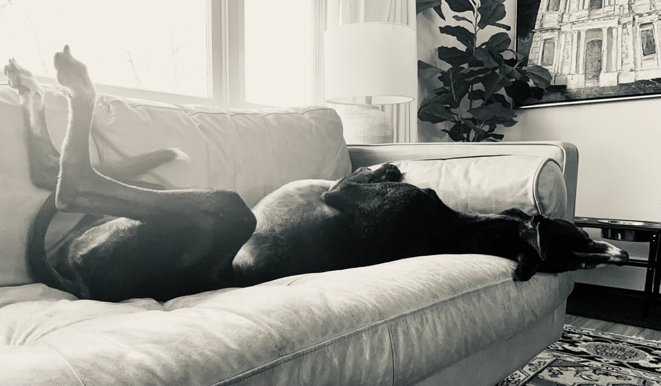 Sepia photo of a black greyhound flipped over on a light leather sofa. His rear legs are in the air and his head is dangling off the edge of the sofa