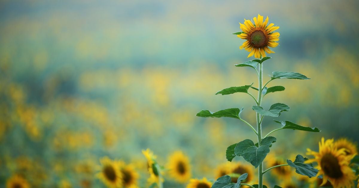 They Want Self-Hate, But They Can't Get It