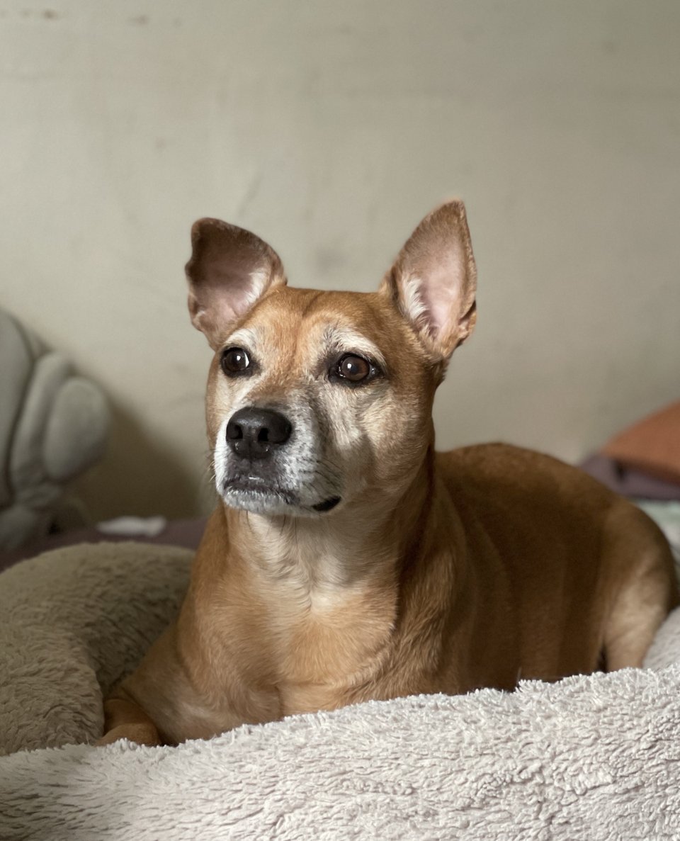 Kizu, a short-haired fawn-colored dog with a white-flecked muzzle, one pointed ear and one half-flopped ear and dark brown eyes is laying in a gray-beige fuzzy donut bed, with her head up and alert, looking to the photographer's left.