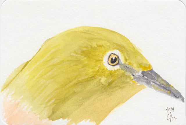 watercolor drawing on a postcard of a Japanese White Eye bird's head, with a gray beak stained yellow with pollen
