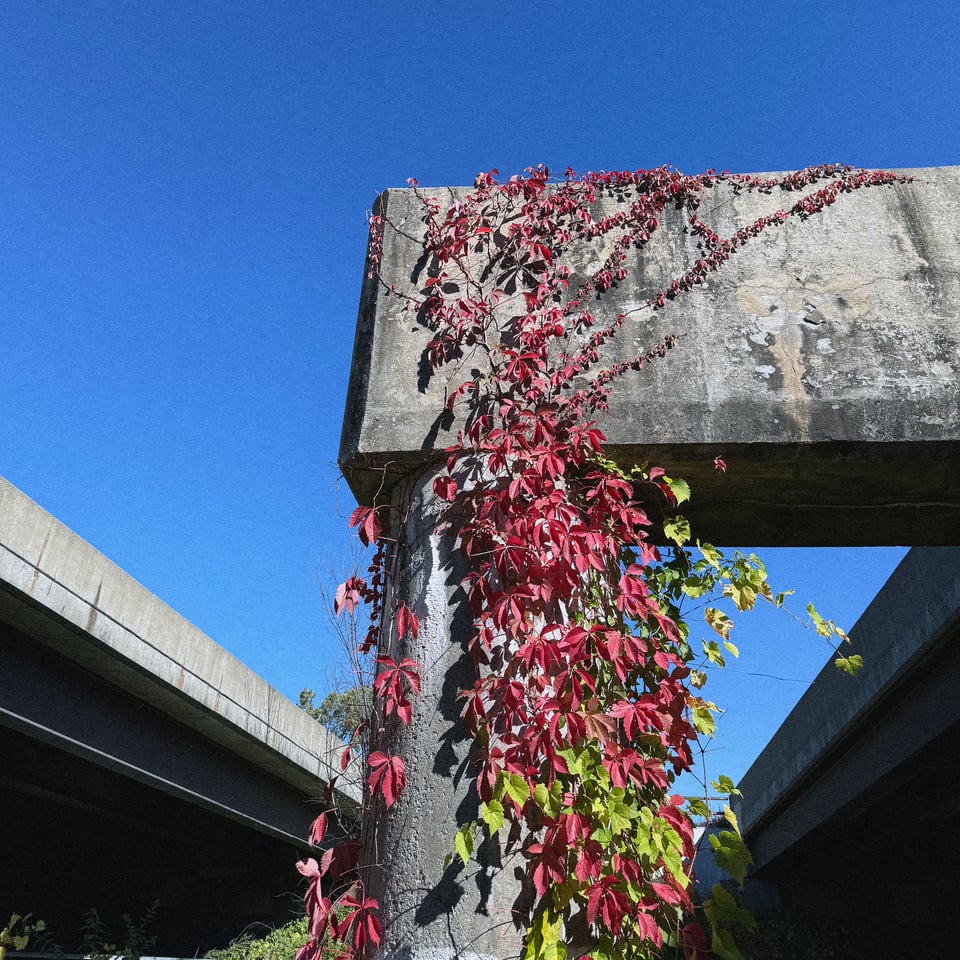 a growth of leafy foliage just starting to turn red for the fall grows up a pylon holding up a highway against a brilliant blue sky