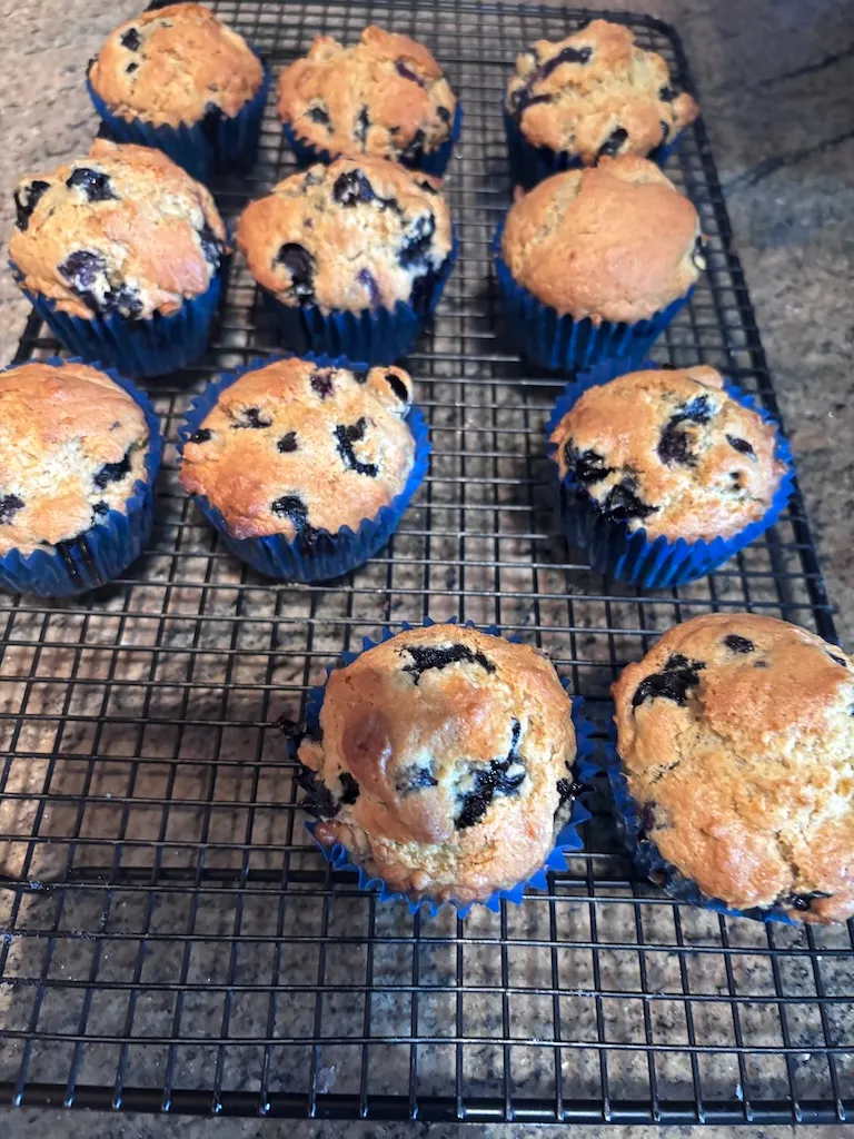 homemade sourdough blueberry muffins, from an online recipe