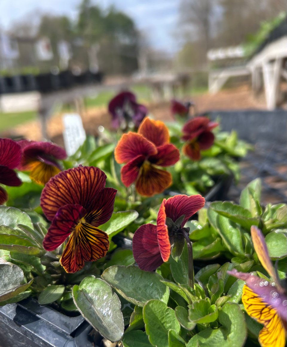 A closeup of tigers eye red violas blooming. The flowers are a fiery mix of red, orange, and yellow with black stripes