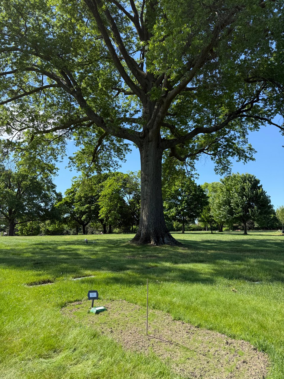 photo of grave in a memorial park with new earth and grass growing, and a big tree in the background; it's such a beautiful day.