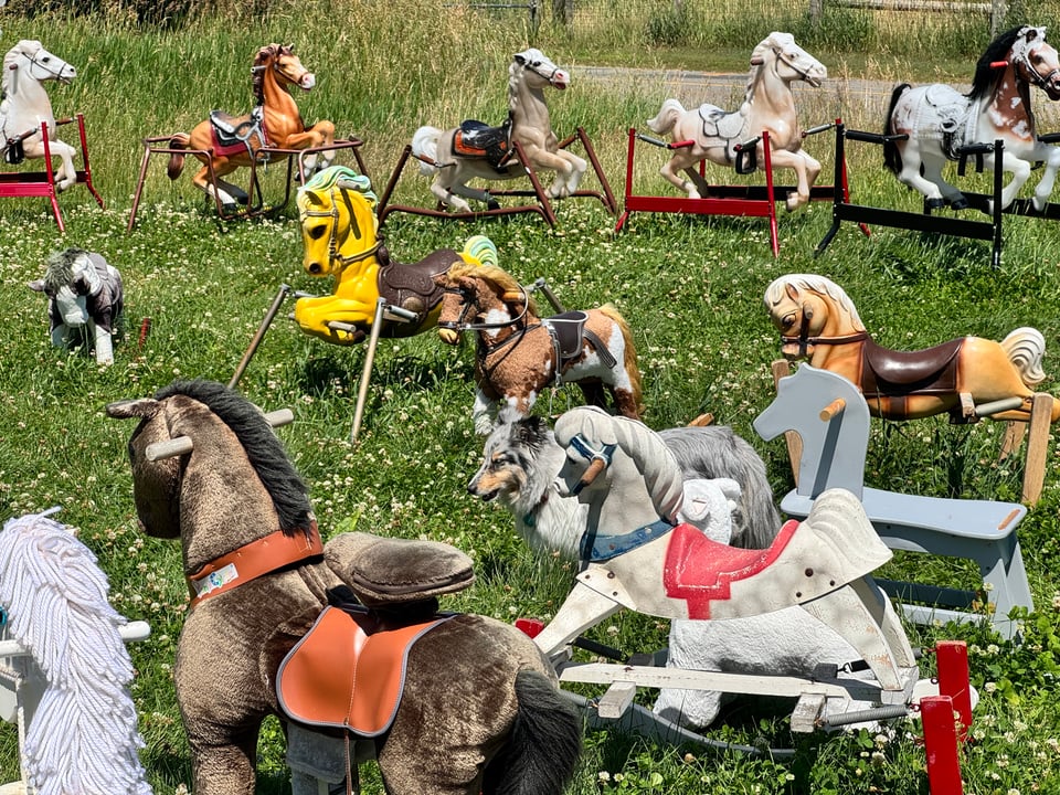 A variety of vintage rocking horses are displayed on a grassy field with white wildflowers. Blending in amid the horses is a small gray and white live Shetland sheepdog.