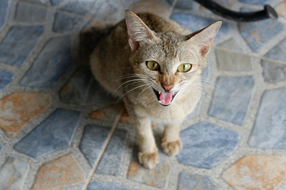 An angry cat. Image from Pexels.