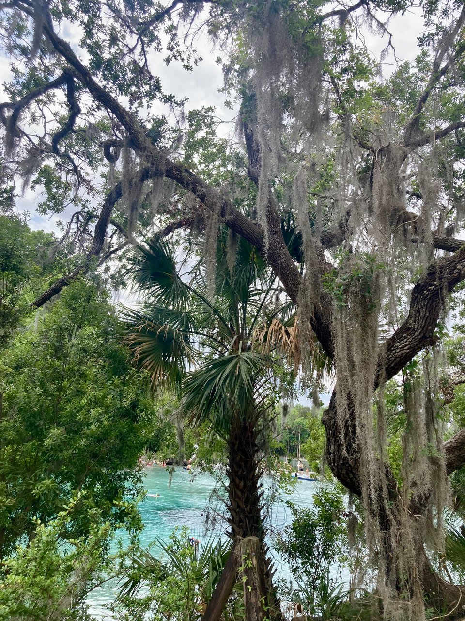 a photo of trees, including a live oak with Spanish moss, overlooking an aqua-blue body of water, the main spring at the Silver Glen park.