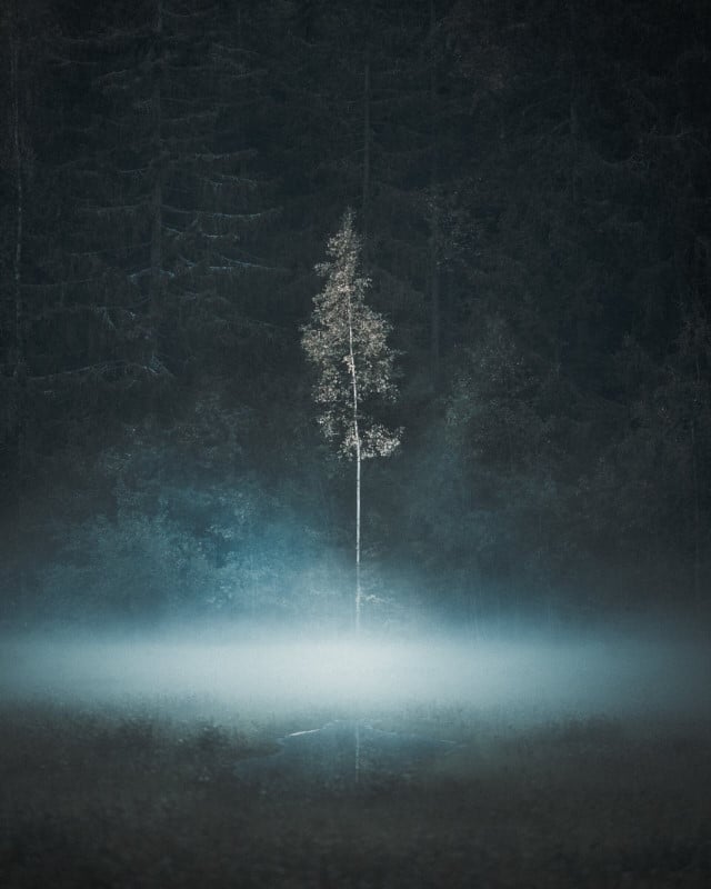 A photo of a thin tree (pine?) standing out from a forest background. An eerie haze glows across the ground.