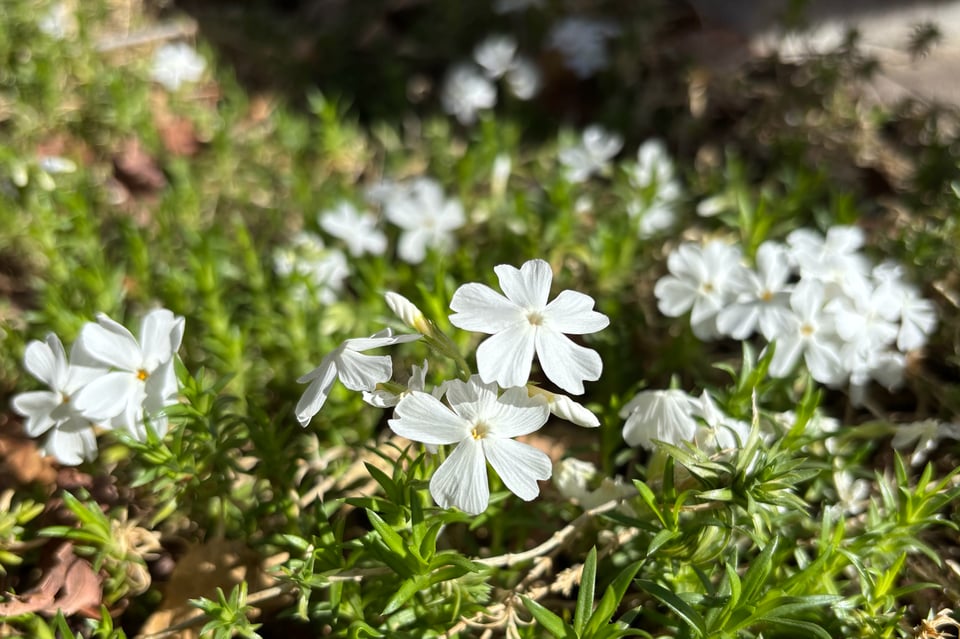 white moss phlox