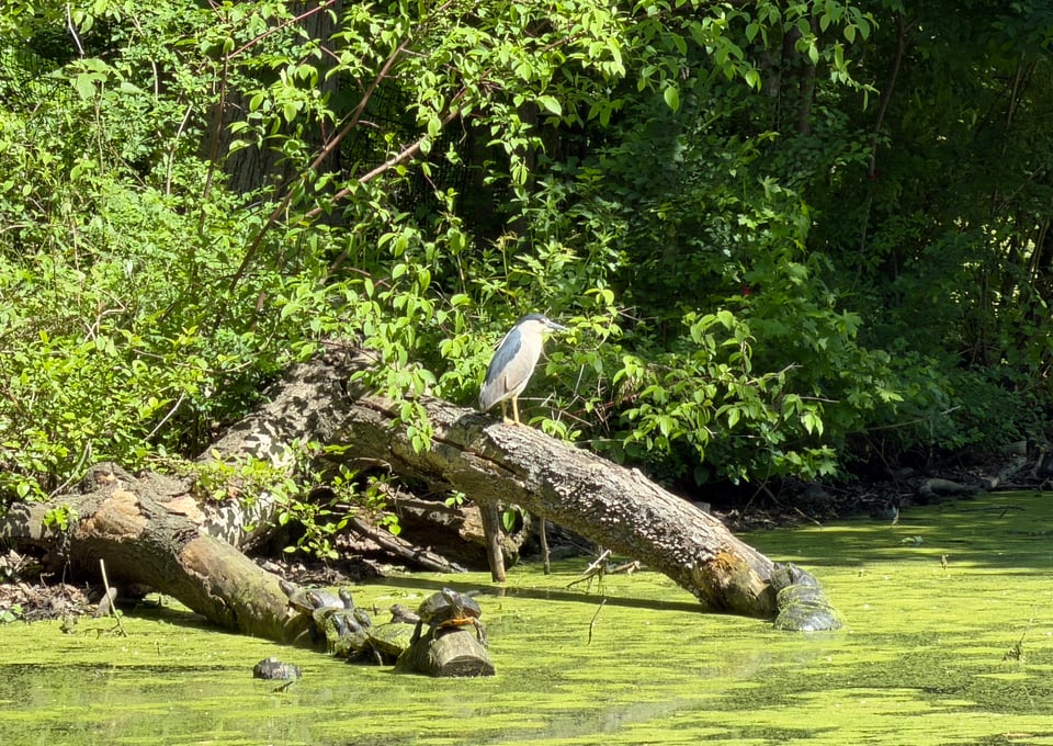 a black-crowned night heron perches on a log next to some turtles