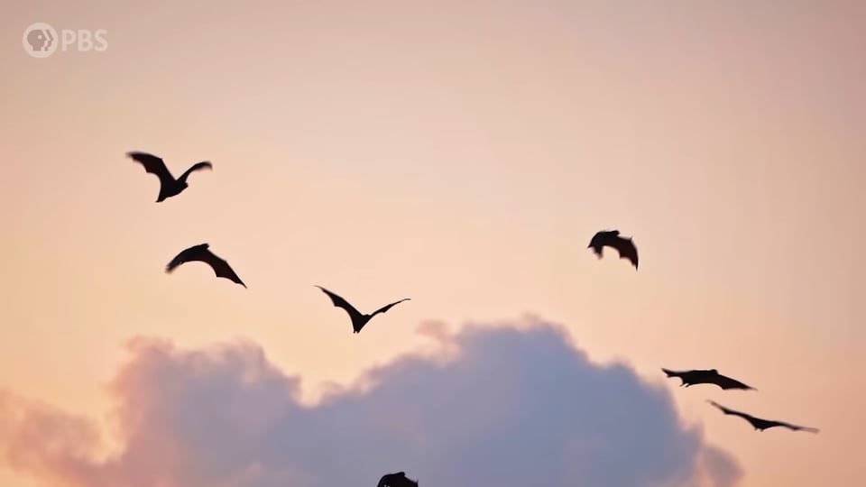 Bats flying in the sky