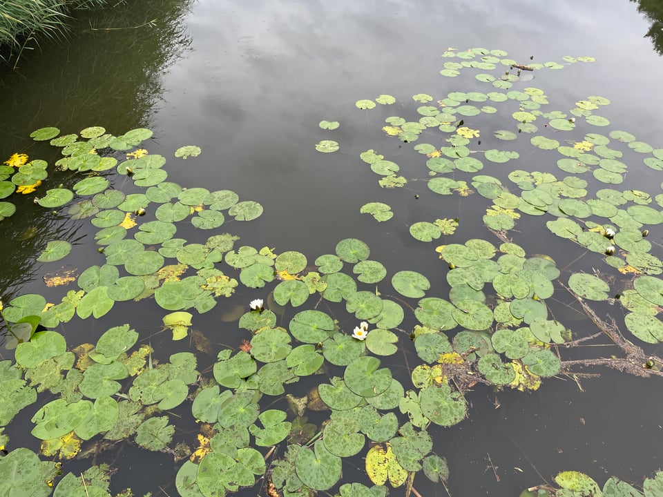 Large green lily pads with two white lotus blossoms floating in the water.