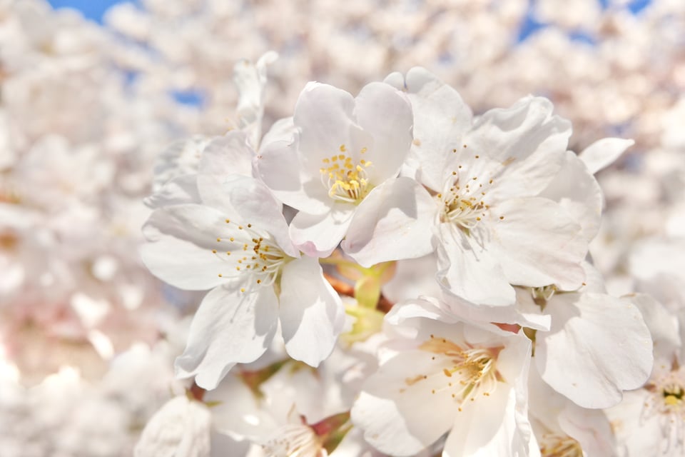 closeup of Cherry Blossoms blooming