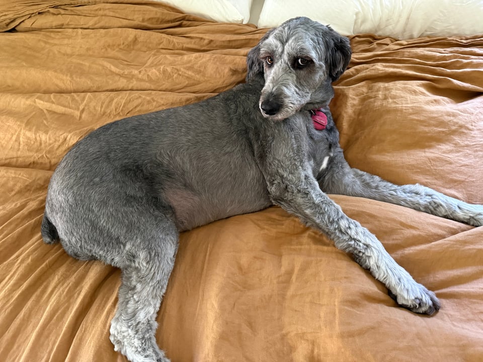 photo of gray aussiedoodle lying on a rust-colored duvet, making coquettish eyes at the camera