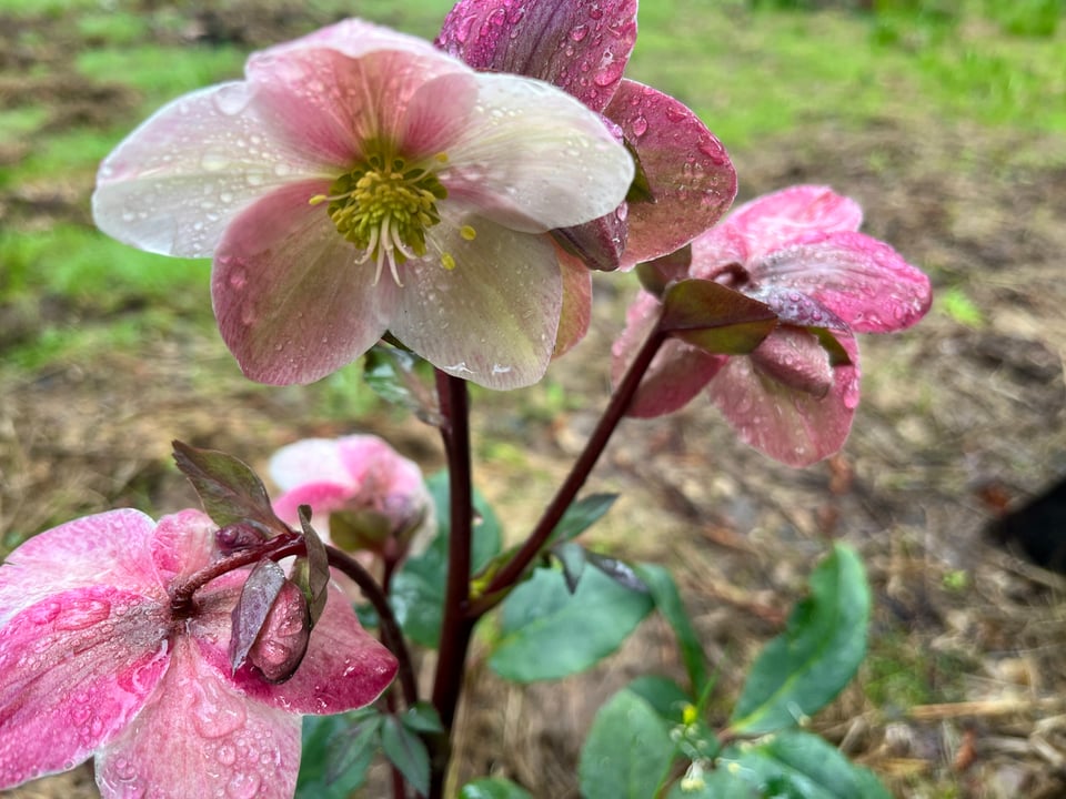 image of a cluster of dusty pink hellebore flowers wet with rain against a green grassy background